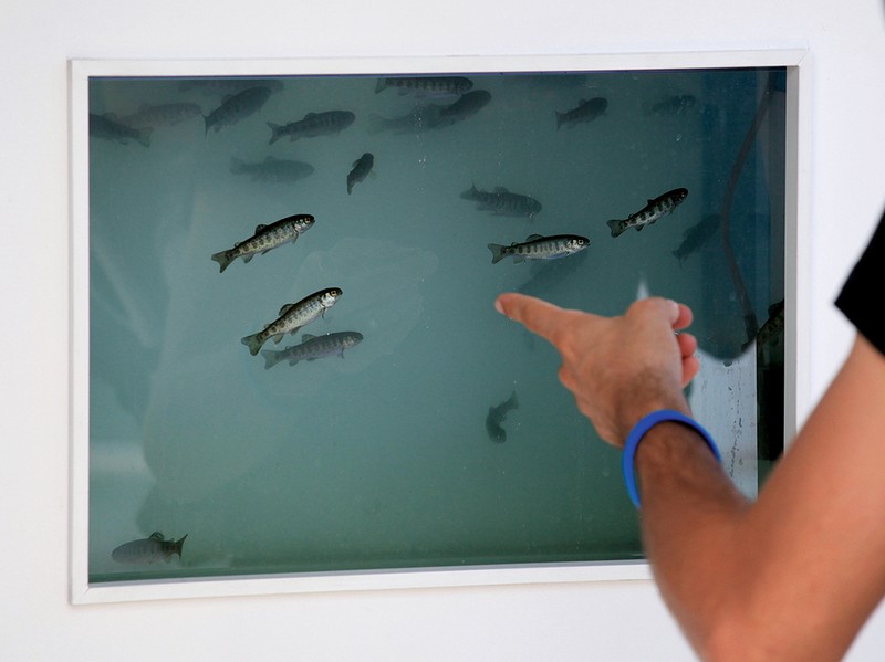 Des poissons sentinelles de la propreté de l'eau