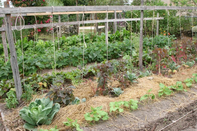 Jardins familiaux potagers de Saint Viateur : mise en place d'un nouveau règlement intérieur