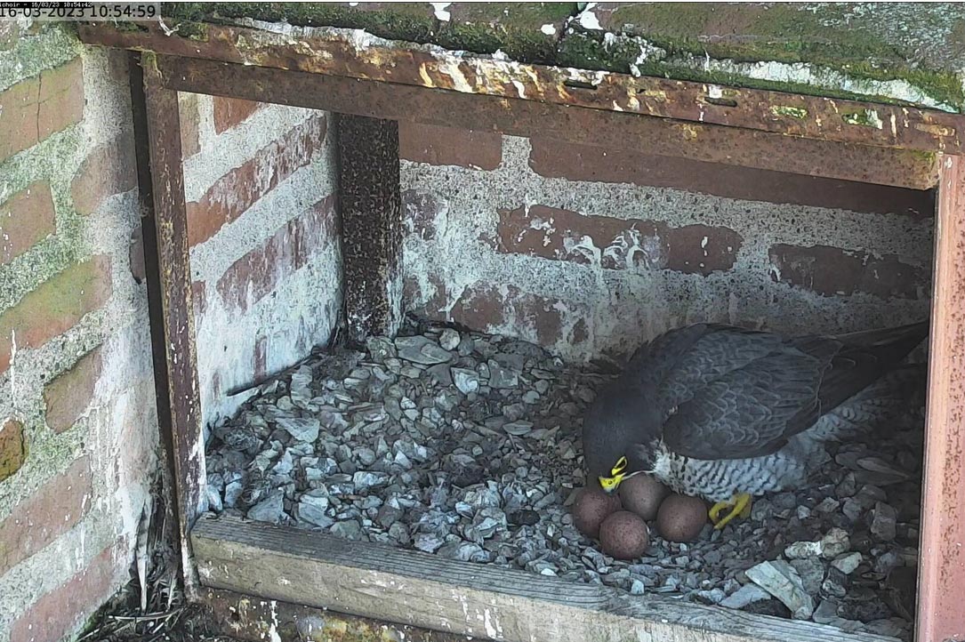 Faucons pélerins
