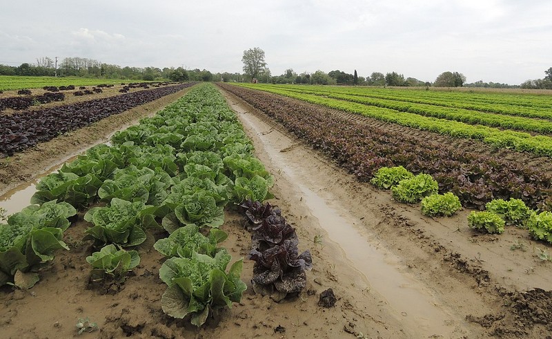 Maraîchage à Canavières