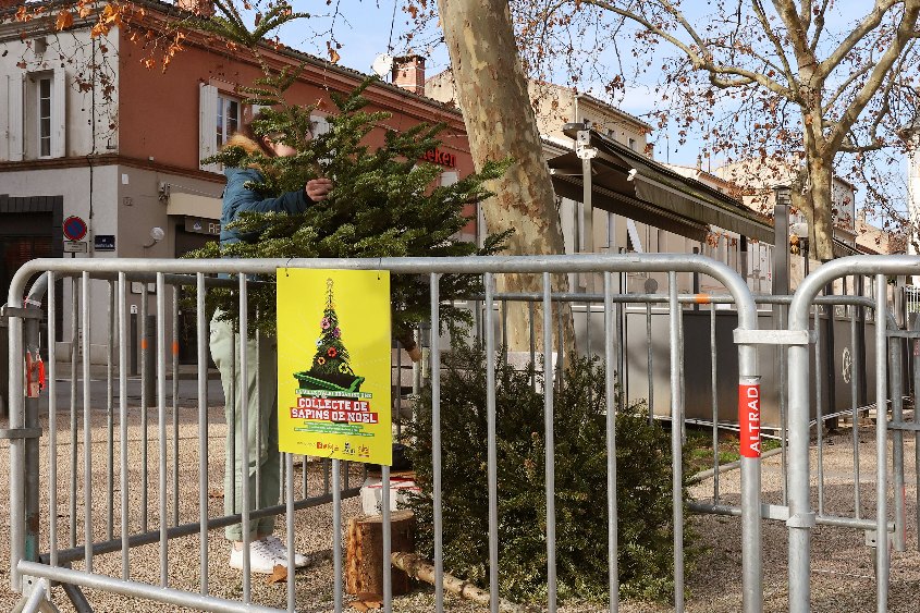 Collecte sapins