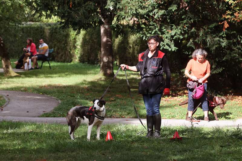 Séances d’éducation canine pour les chiens albigeois