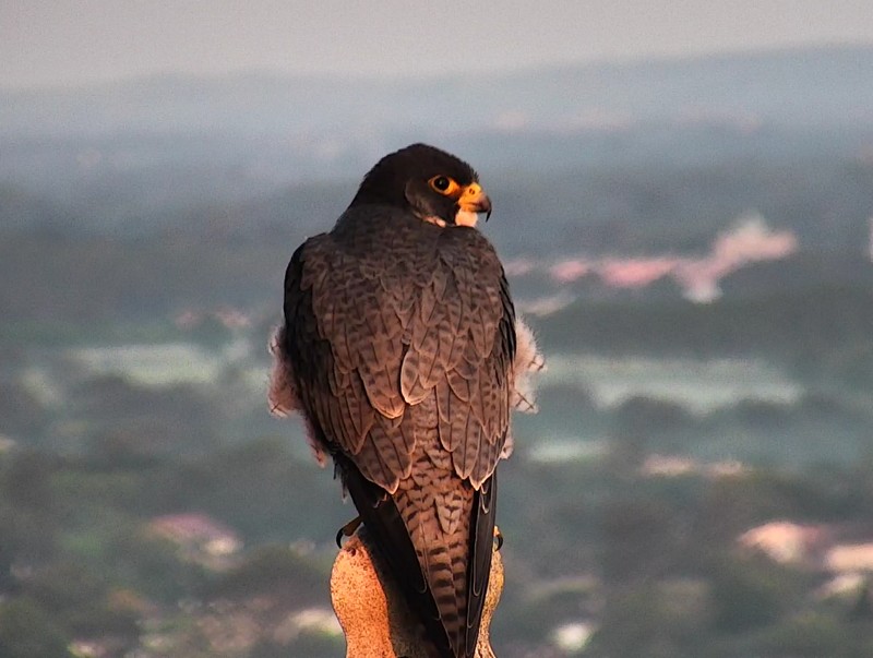 Les Faucons pèlerins albigeois sur France 5