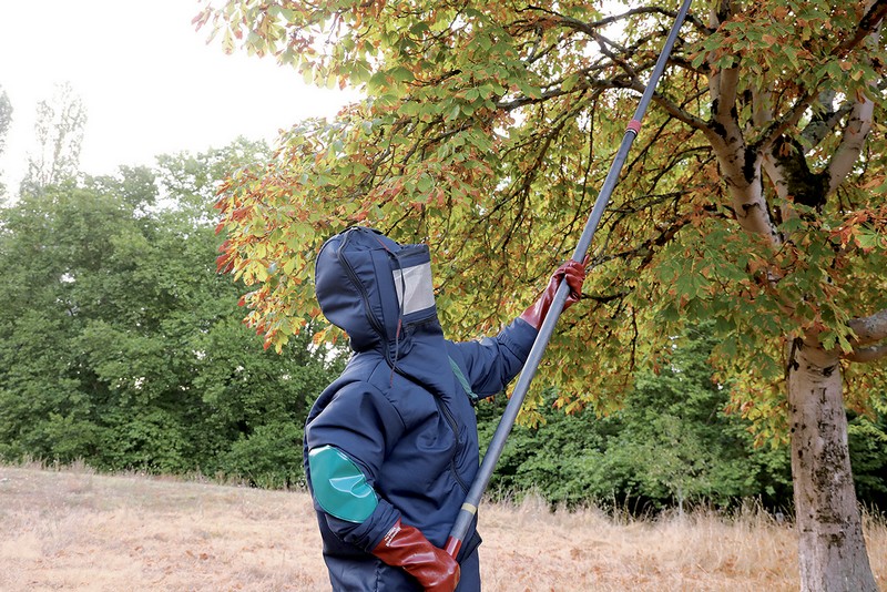 Une nouvelle arme contre les frelons asiatiques