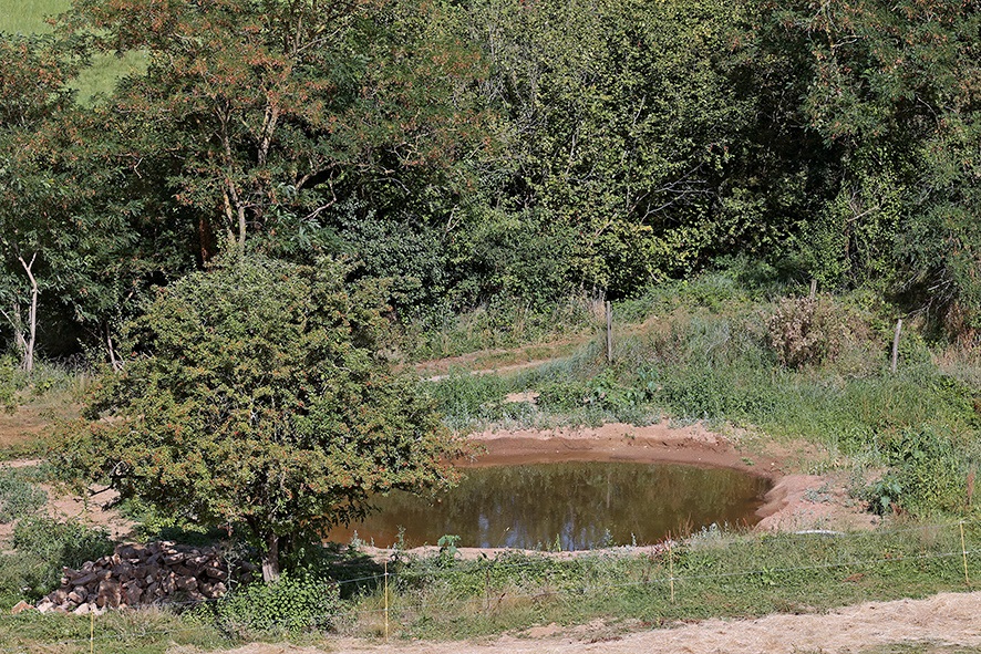 Une mare et un muret pour la biodiversité 
