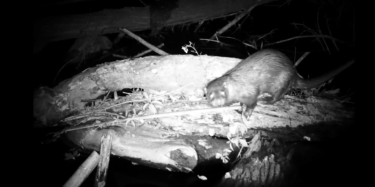 La loutre repérée à Albi