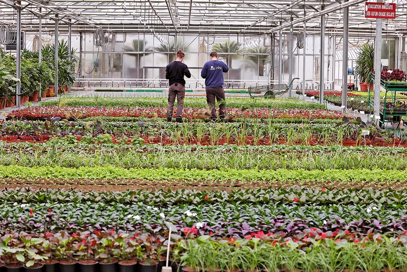 Des serres et des délices floraux, découverte