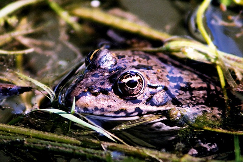 Biodiversité albigeoise