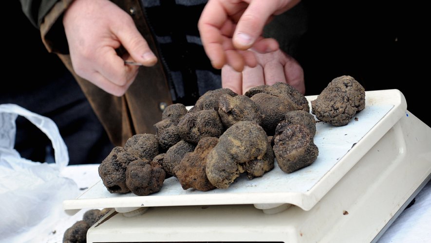 La truffe c'est à Albi qu'on se régale