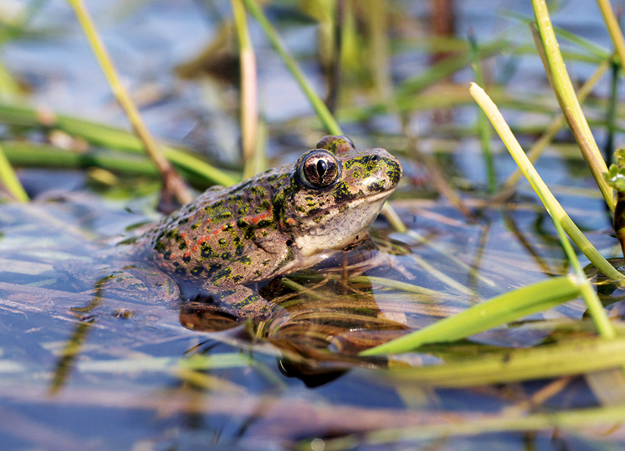 À la recherche des grenouilles et libellules