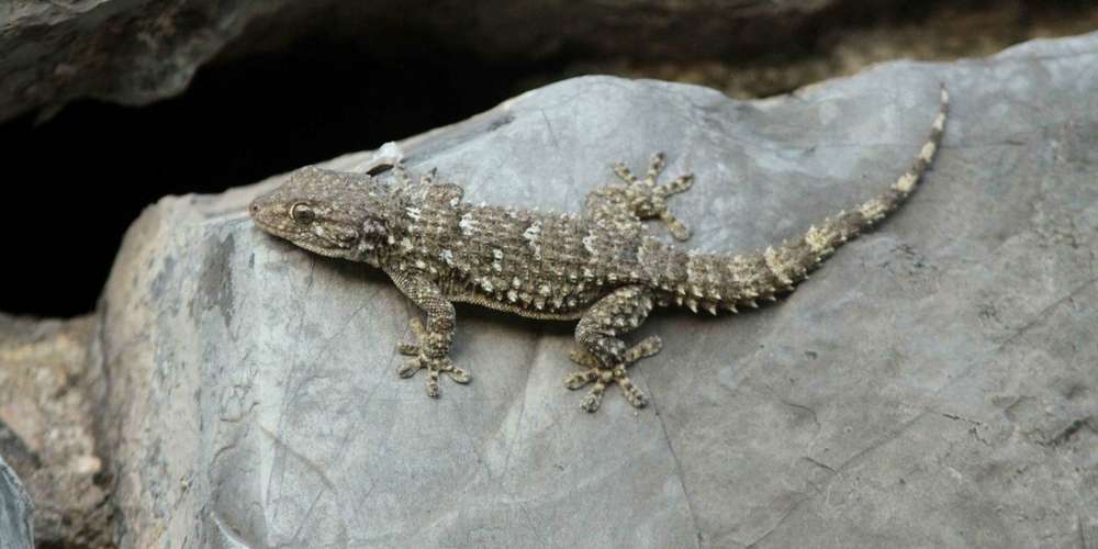 Un lézard inédit à Albi !