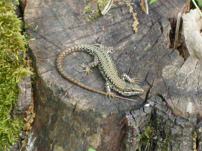 Un inventaire des reptiles terrestres à Albi