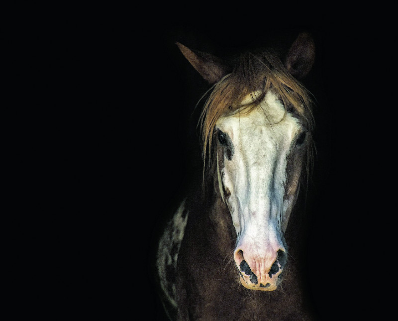 Salon du cheval