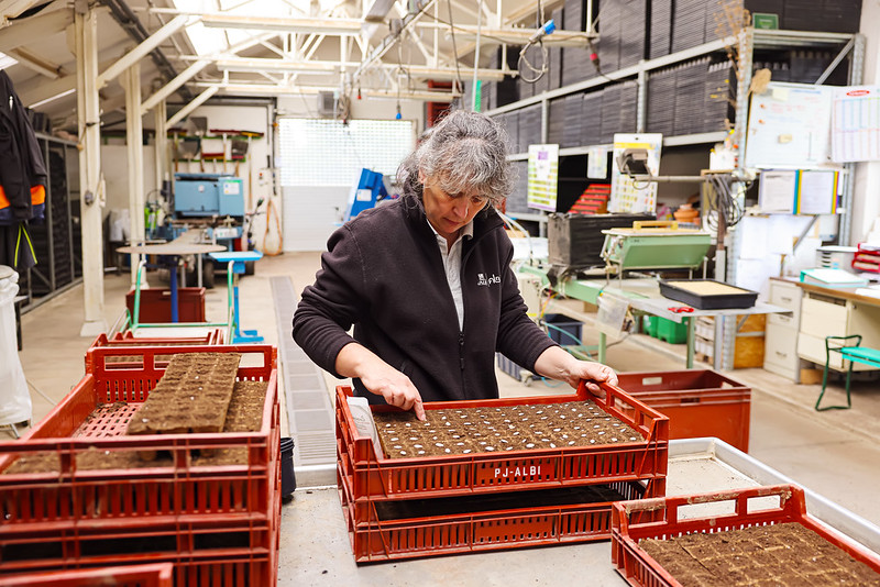 Des milliers de graines aux serres