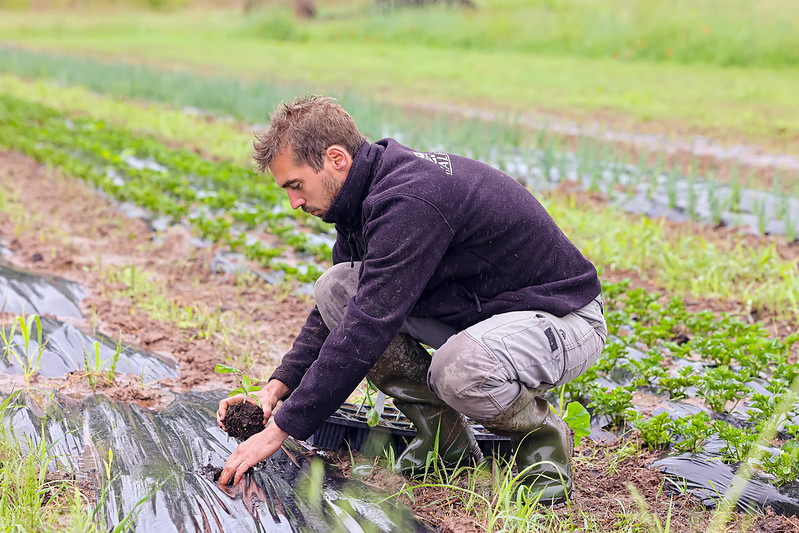 On plante à Canavières