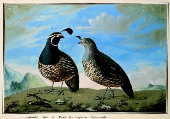 Perdrix mâle et femelle de la Californie septentrionale