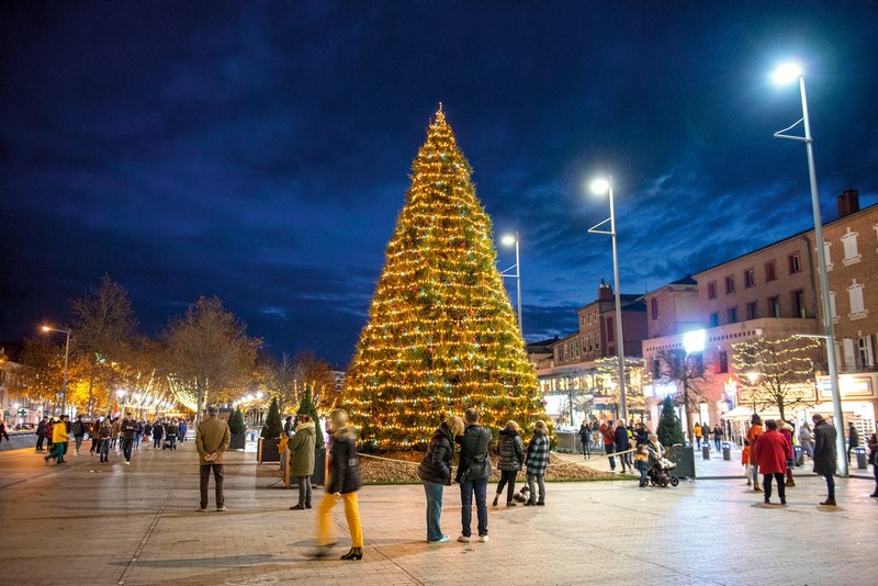 Sapin géant