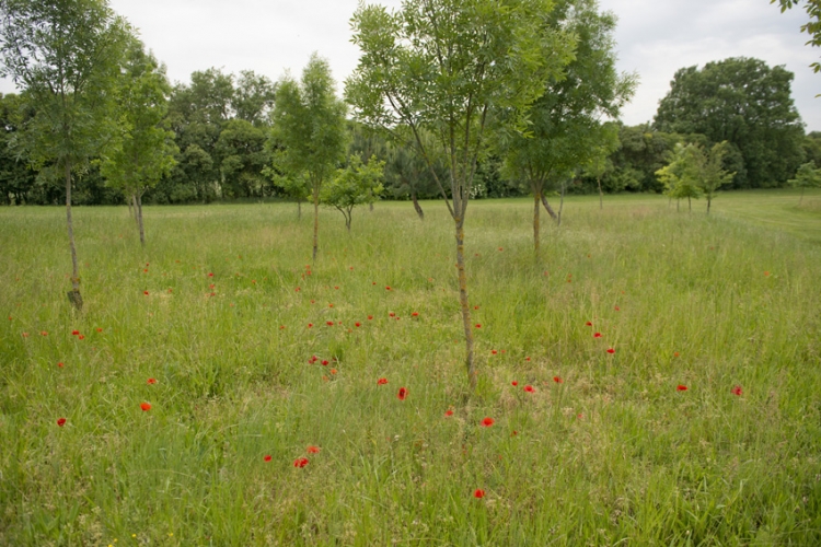 Plaine de la Guitardié