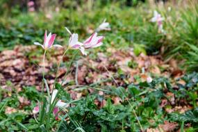 Des tulipes sauvages très rares ont trouvé refuge au parc Rochegude