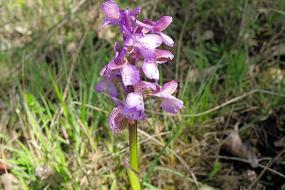 De nouvelles orchidées identifiées à Albi !
