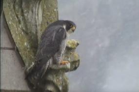 Faucons accouplement sous la neige 2012