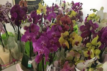 Bonne fête a toutes les mamans! Comme chaque année, la Ville a offert des fleurs à toutes les mamans présentes dans les maternités albigeoises....!💐