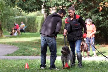 Cours canin