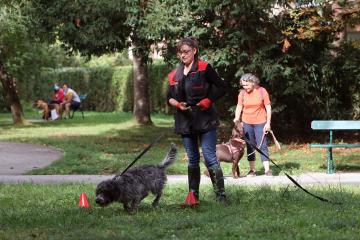 Cours canin