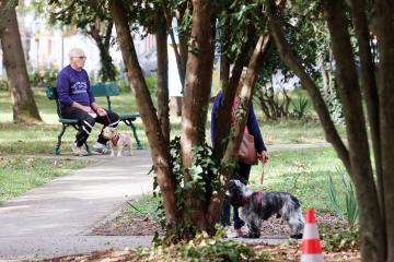 Cours canin