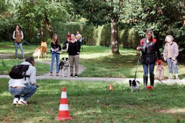 Cours canin