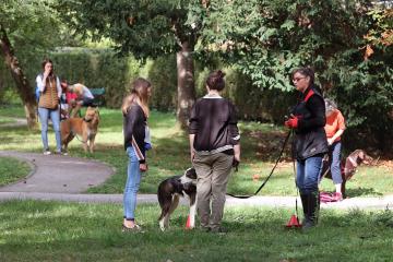 Cours canin