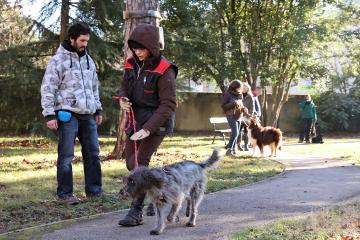 Education canine 