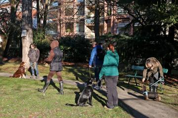 Education canine 