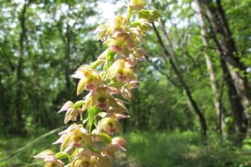  Epipactis helleborine Guillaumont