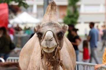 Festi'famille 2021