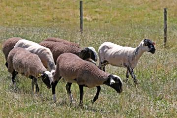 Retour des moutons au Marranel