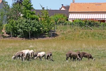 Retour des moutons au Marranel