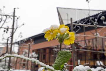 Albi sous son manteau de neige