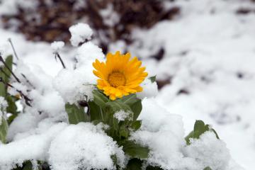Albi sous son manteau de neige
