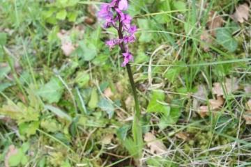  Orchis male B. Lailheugue 