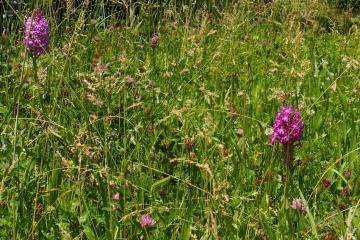  Orchis pyramidal B.Auzemberger 