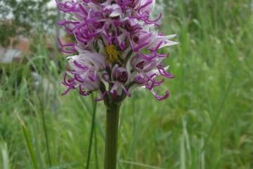  Orchis singe G.Laval 
