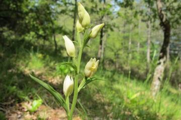 Cephalanthera damasonium 