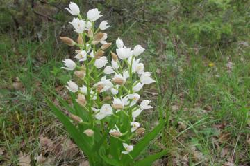 Cephalanthera longifolia