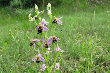 ophrys abeille