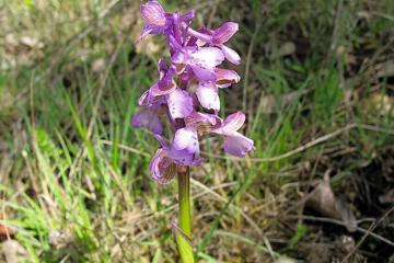  orchis bouffon 