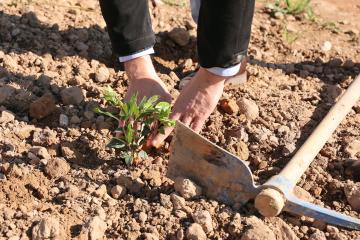 Au Breuil on plante ensemble des haies et de futurs arbres