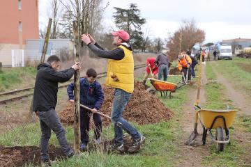 Plantation d'arbres rue Princeteau