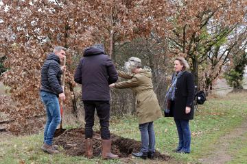 Plantation d'arbres rue Princeteau