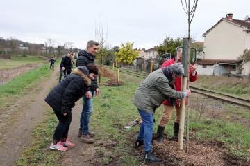 Plantation d'arbres rue Princeteau